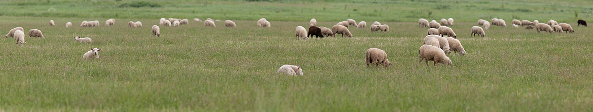 101 lammast. Lambakari